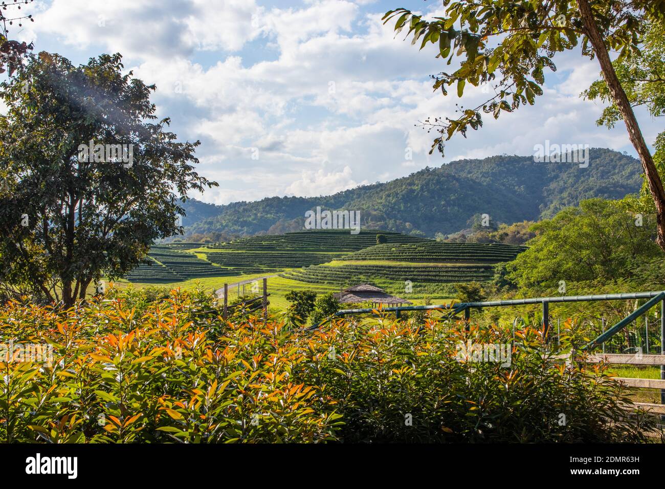 Die Teeplantagen rund um Chiang Rai Thailand Stockfoto