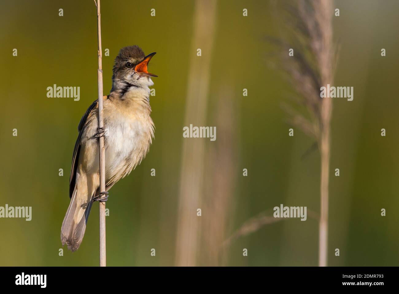 Grote Karekiet; Great Reed Warbler Stockfoto