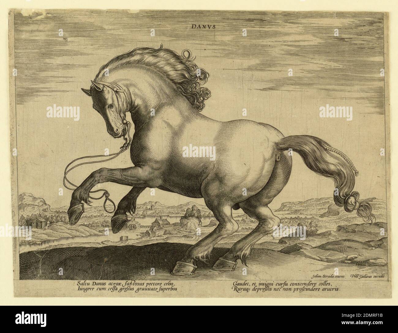 Ein dänisches Pferd, aus dem vierten Satz von 'Equile Joannis Austriaci', Jan van der Straet, genannt Stradanus, Flämisch, 1523–1605, Hieronymus Wierix, Flämisch, 1553 - 1619, Philips Galle, Flämisch, 1537 - 1612, Gravur auf Papier, Ein dänisches Pferd aus dem vierten Satz von 'Equile Joannis Austriaci', dem Gestüt von Don Juan von Österreich (gestorben 1578). Pferd galoppiert nach links. Signiert unten rechts: 'Johan. Strada. Inuent. / Phls Gallaeus excudit.' Am unteren Rand ein Vers von zwei Linienpaaren: 'Saltu Danus atrox', etc., Niederlande, ca. 1575, Naturstudien, Drucken Stockfoto