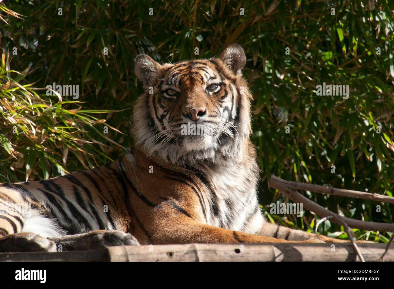 Tiger bamboo -Fotos und -Bildmaterial in hoher Auflsung  Alamy