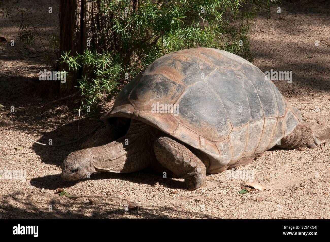 Sydney Australien, aldabrachelys gigantea aus dem Aldabra Atoll auf den Seychellen ist eine der größten Schildkröten der Welt Stockfoto