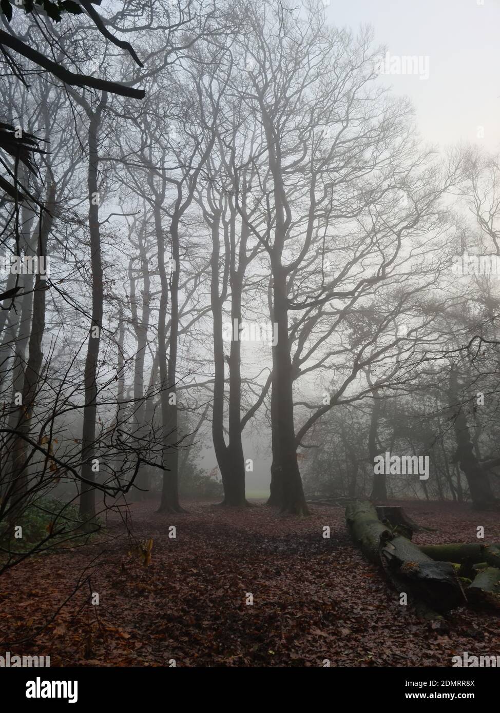 High House Woods in Lickey Stockfoto