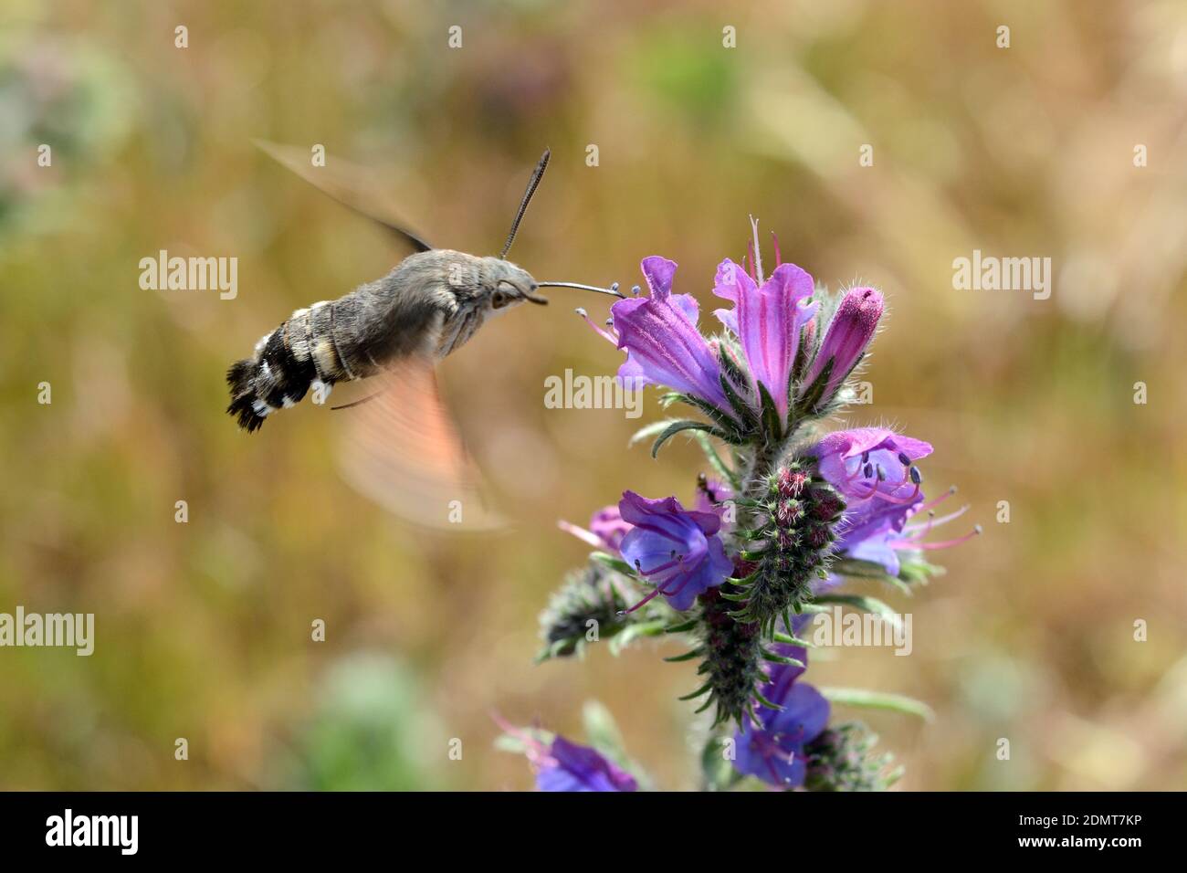 Kolibri Hawk-Moth, Macroglossum stellatarum, Fütterung mit Proboscis auf Nektar von tubenförmigen Blumen während schwebend Stockfoto