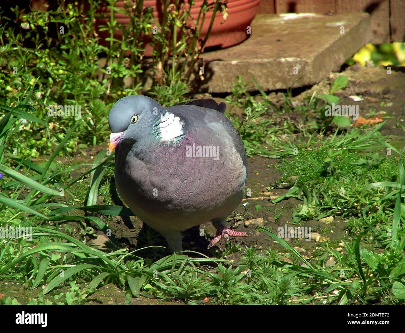 Taube in einer Vorstadtzuteilung, die für Nahrung unter den Pflanzen pflückt. Holztauben (Columba palumbus) sind die größte, häufigste Taube mit weißem Nackenfleck. Stockfoto