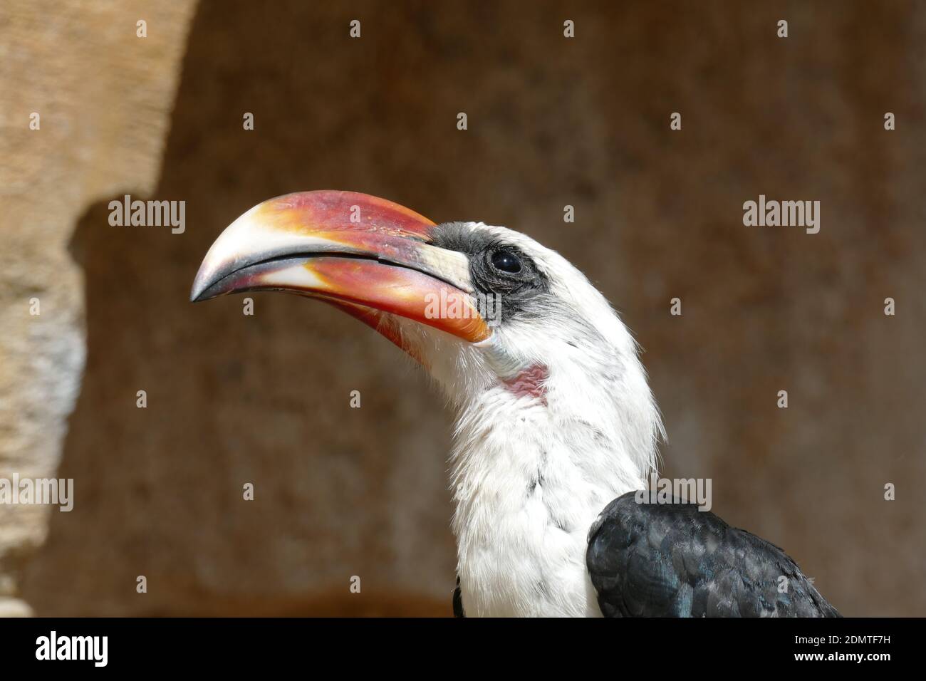 Porträt Eines Afrikanischen Horbill-Vogels In Einer Avery Stockfoto