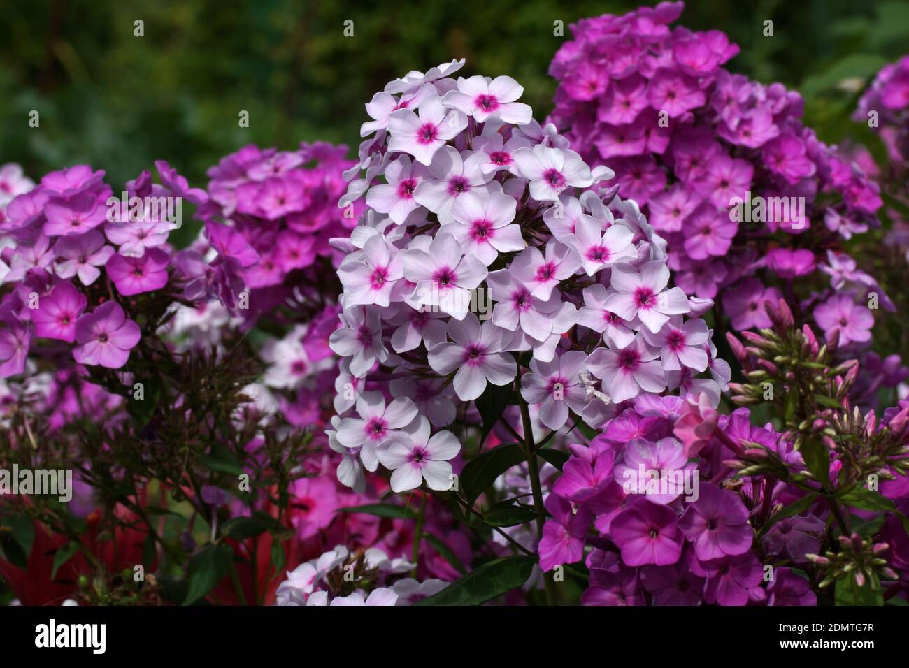 Mehrfarbige phlox auf dem Foto. Phlox paniculata, Herbst Phlox, Garten Phlox, mehrjährig Phlox. Fragment einer Sommer Garten in voller Blüte. Stockfoto