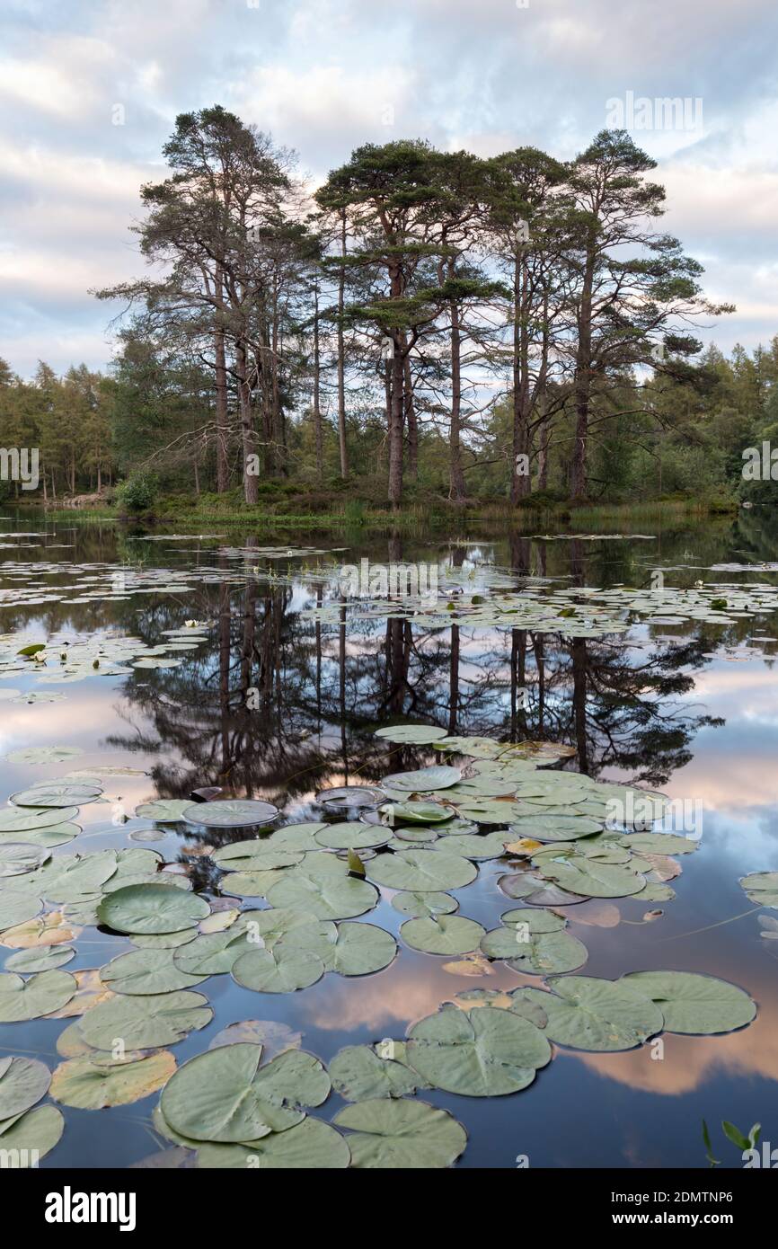 Water Lilies High Dam, Finsthwaite, Newby Bridge, Cumbria Stockfoto