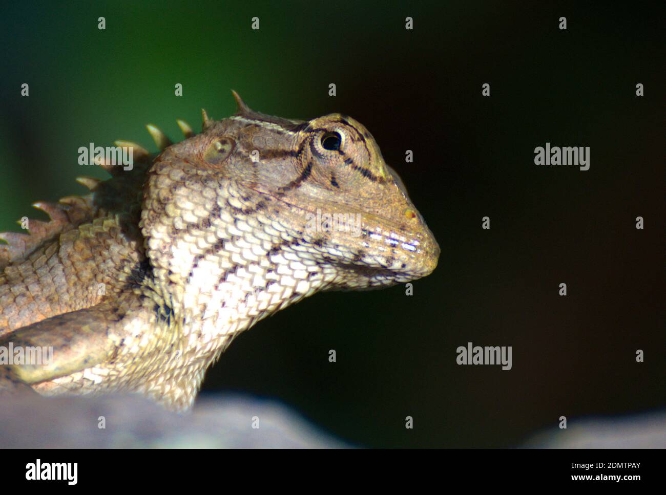 Nahaufnahme eines kerala Chamäleons Stockfoto