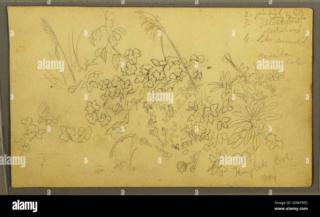 Botanische Skizzen, Frederic Edwin Church, amerikanisch, 1826–1900, Graphit auf Papier, Skizzen verschiedener Pflanzen, beschriftet., Südamerika, Mai 1857, Naturstudien, Zeichnung Stockfoto