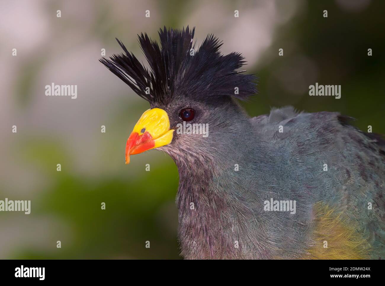 Porträt des großen blauen turaco (Corythaeola cristata) Stockfoto