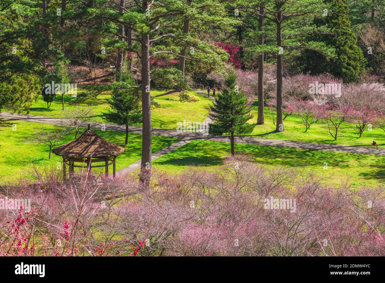 Landschaft von wuling Farm mit Pflaumenblüte in taichung, taiwan Stockfoto
