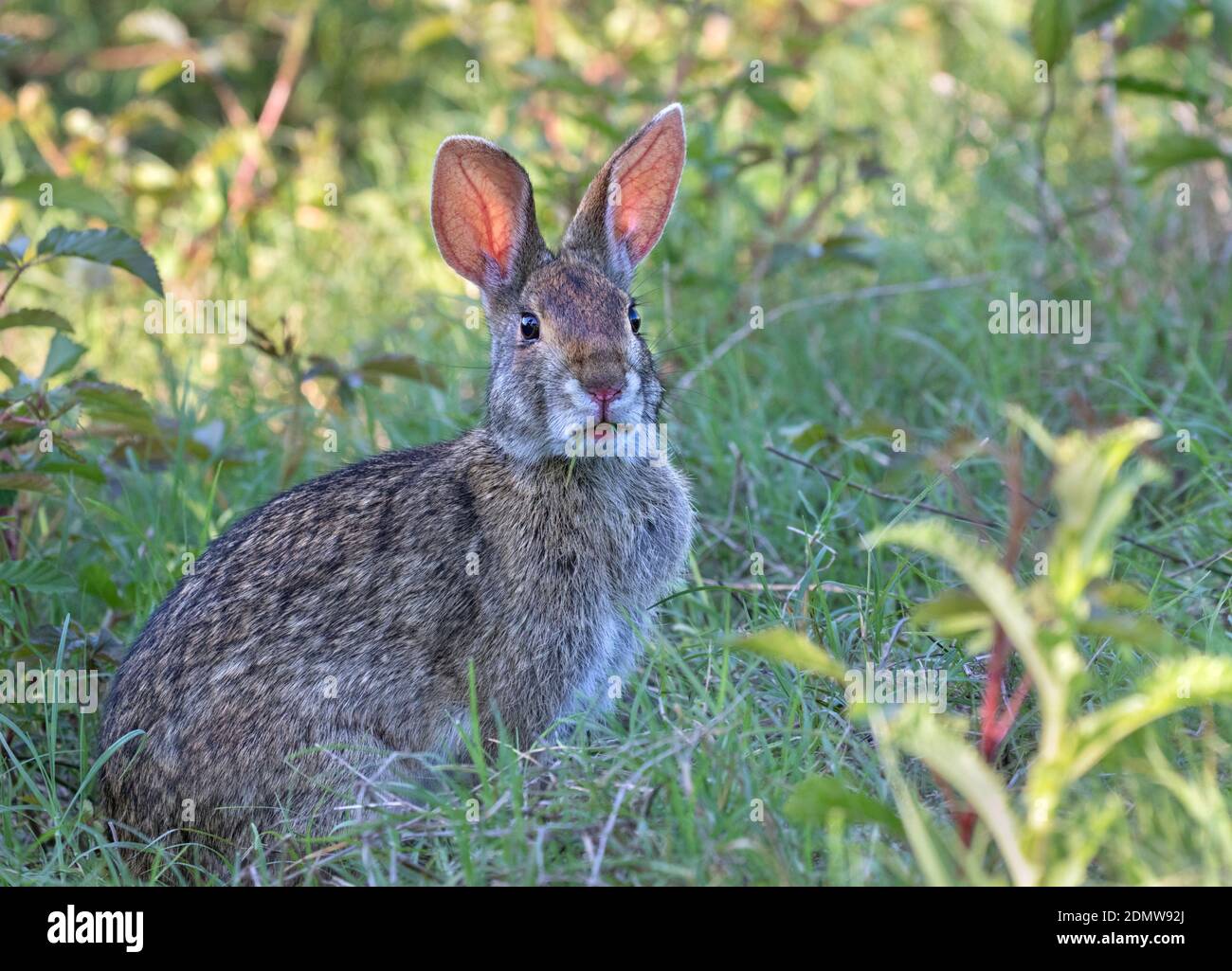 Sumpfkaninchen (Sylvilagus aquaticus), Brazos Bend State Park, Needville, Texas, USA. Stockfoto