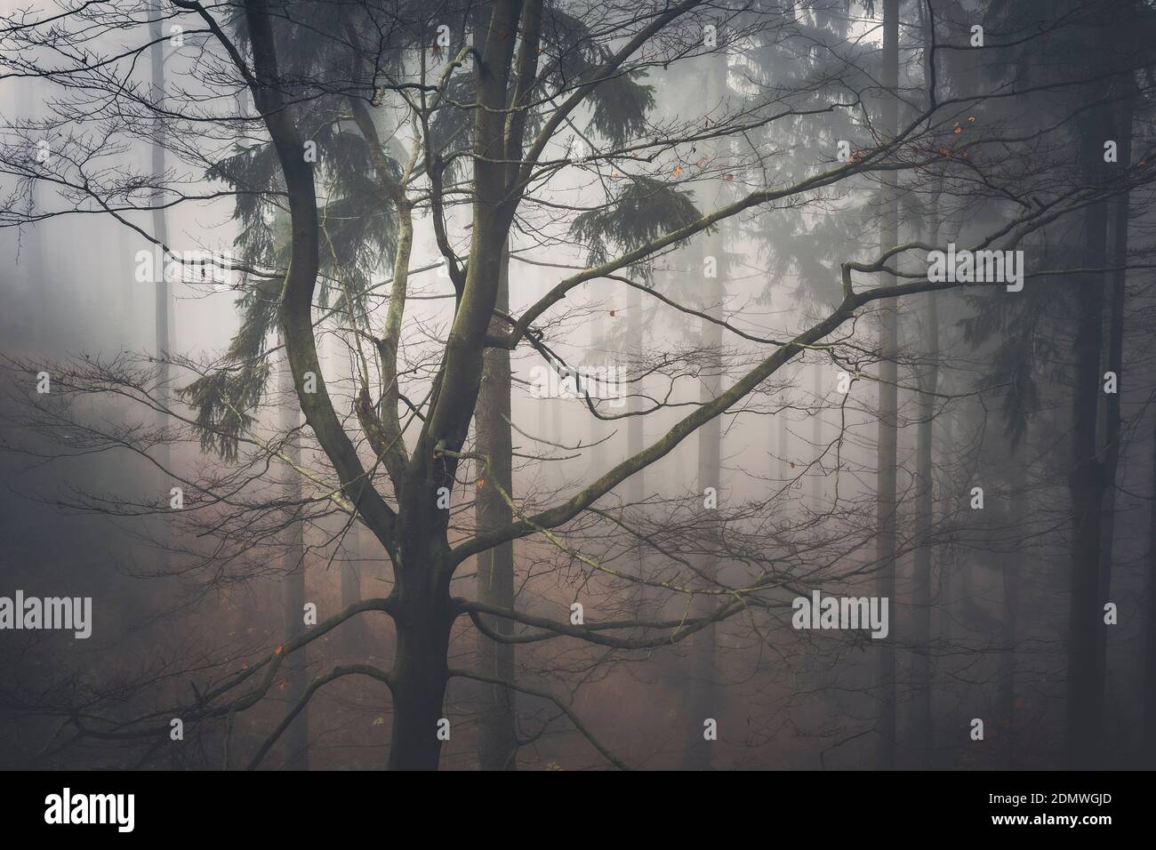 Der Wald im Nebel Stockfoto