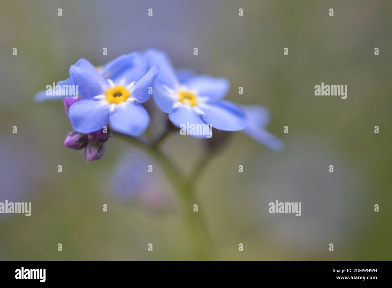 Nahaufnahme des blauen Vergissmeinnicht-Blütenkopfes Stockfoto
