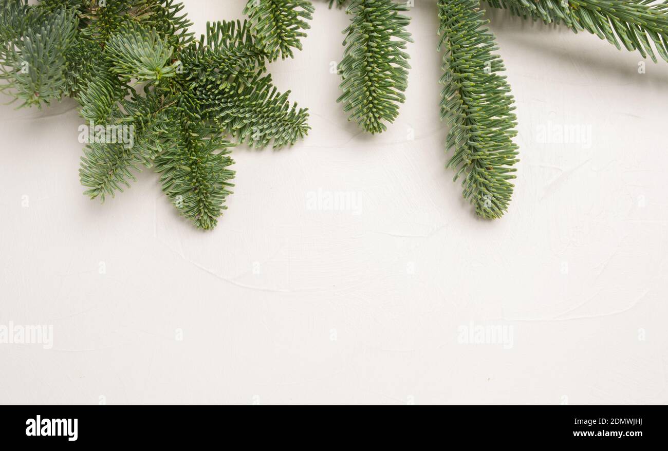 Weihnachten Tannenzweige mit Platz für Ihren Text auf einem weißen Hintergrund isoliert. Vorlage für Neujahrskarte Stockfoto