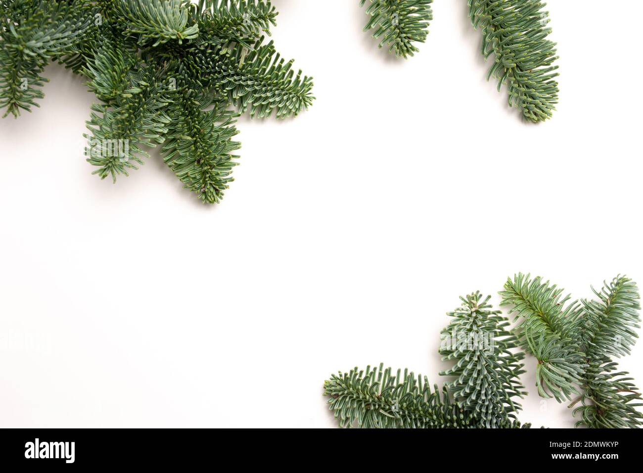 Weihnachten Tannenzweige mit Platz für Ihren Text auf einem weißen Hintergrund isoliert. Vorlage für Neujahrskarte Stockfoto