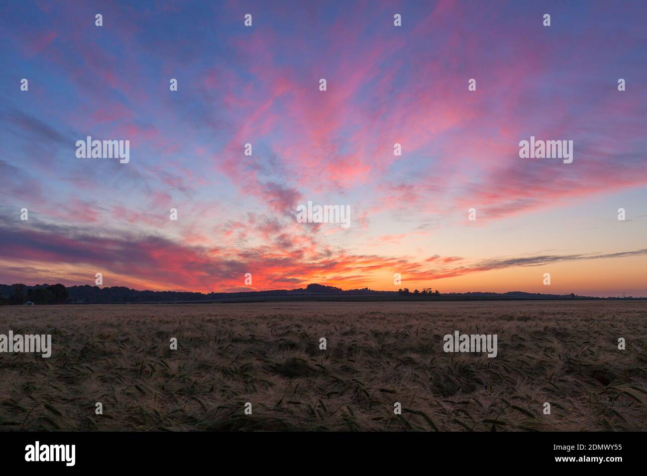 Sunrise over Barley Fields, Stapleford, Cambridgeshire, Großbritannien Stockfoto