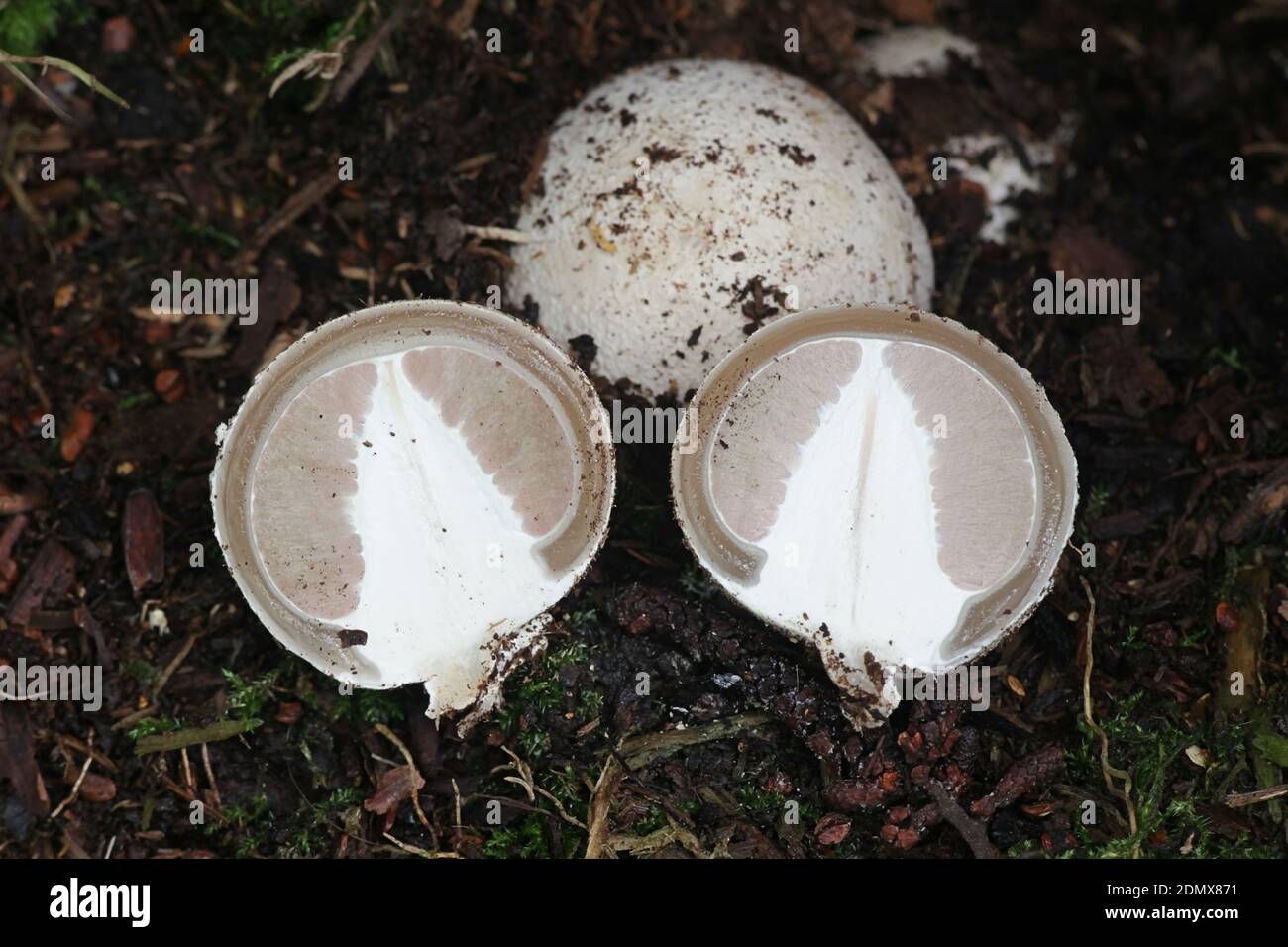 Phallus impudicus, bekannt als das gewöhnliche Stinkhorn, das frühe Eierstadium manchmal genannt das Ei der Hexe aufspalten Stockfoto