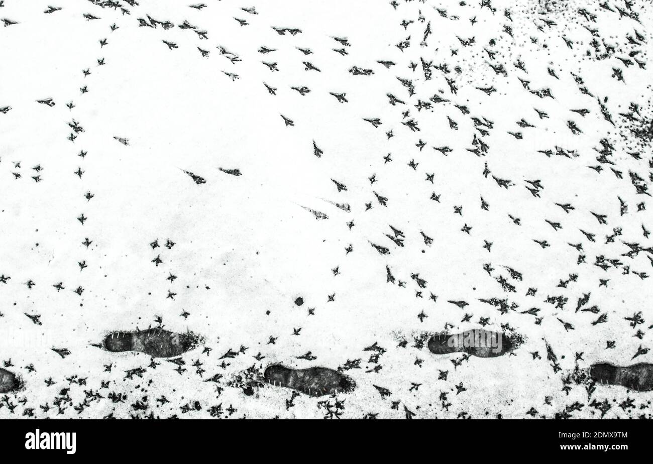 Fußabdrücke von menschlichen Schuhen und Fußabdrücke von Vögeln auf nassem weißen Schnee. Hochwertige Fotos. Stockfoto