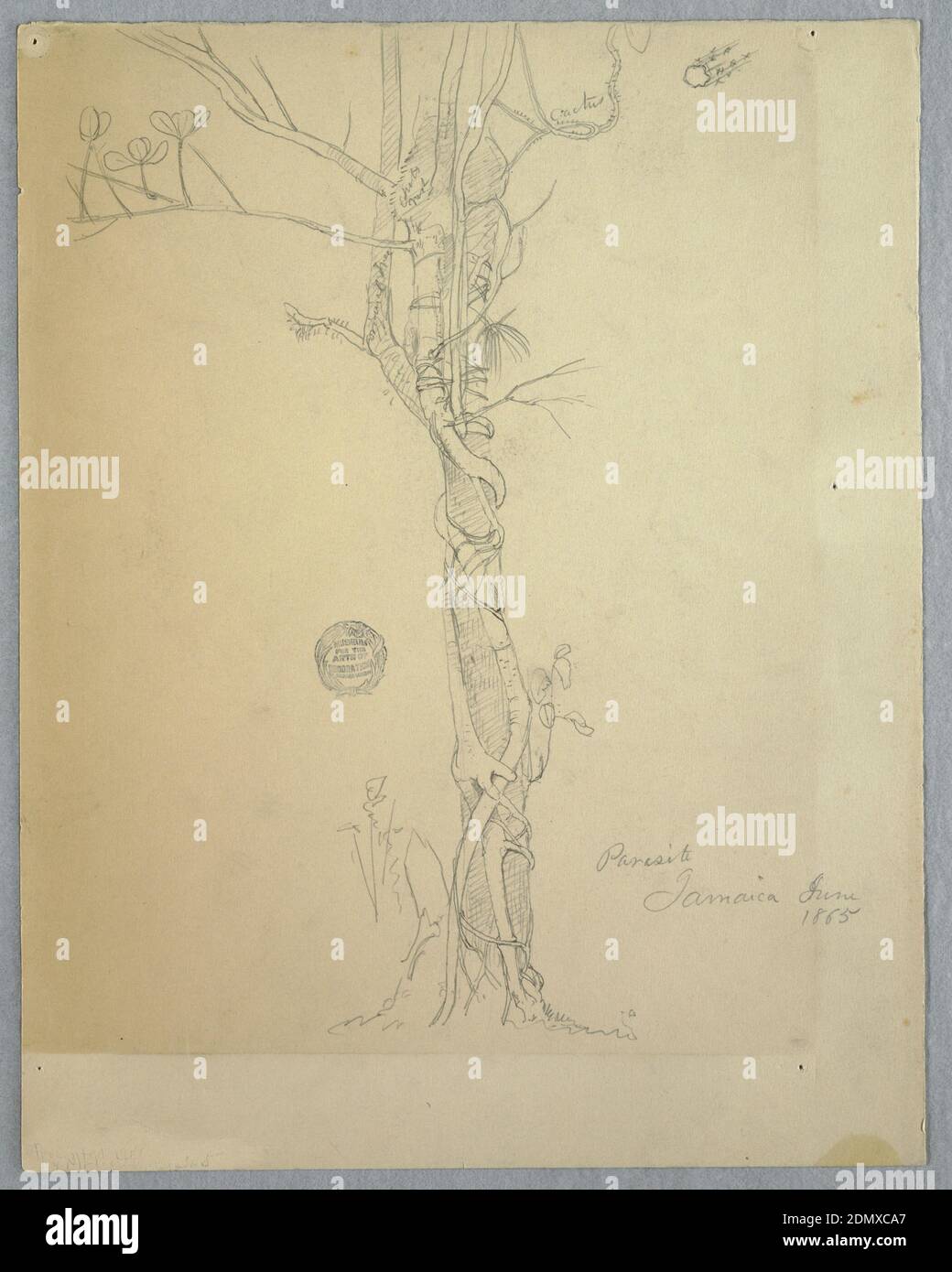 Parasite Wunding around a Tree Trunk, Jamaica, Frederic Edwin Church, American, 1826–1900, Graphit auf cremefarbenem schwerem Gewebspapier, Vertikale Ansicht eines Parasiten, einer Würgerfeige, die sich um einen Palmstamm wickelt, und einem Abschnitt eines Stammes oben rechts., Jamaika, Juni 1865, Naturstudien, Zeichnung Stockfoto