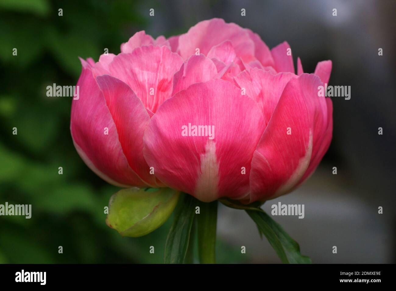 Peony Coral Supreme. Im Garten blüht eine halbdoppelte Lachs-Pfingstrose. Stockfoto