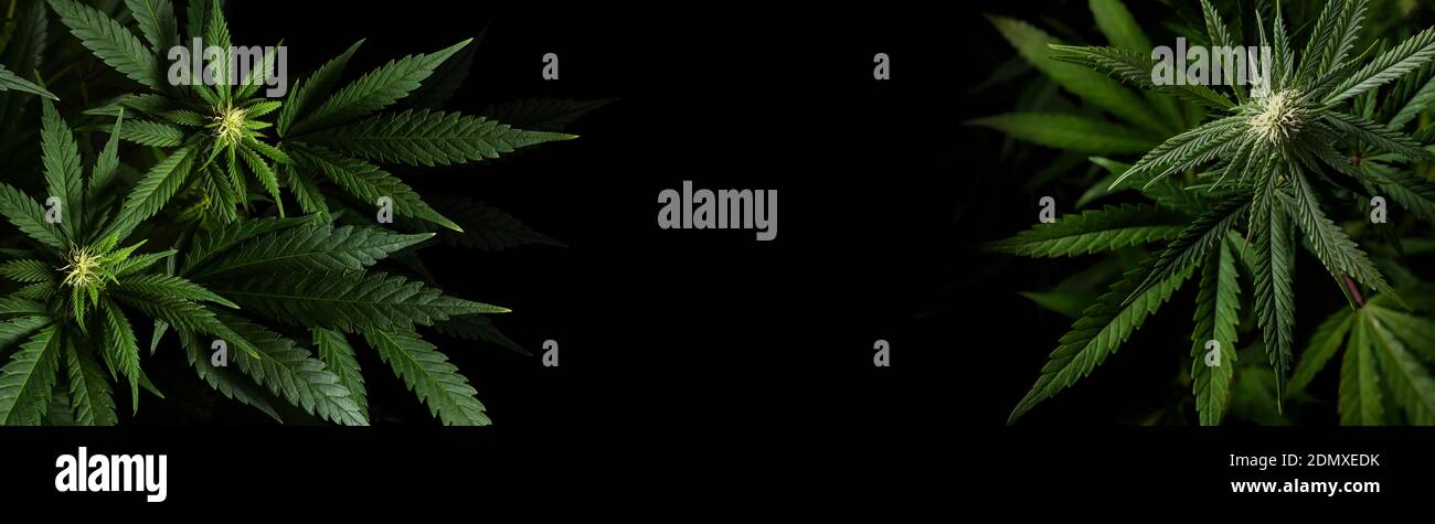 Marihuana-Pflanzen auf schwarzem Hintergrund mit Platz für Text in Bannerformat Stockfoto
