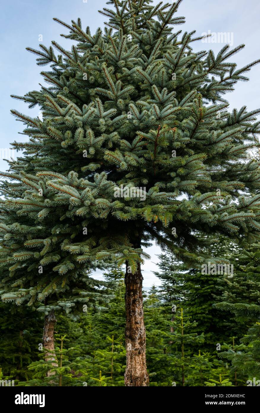 Tannenbäume auf der Beanston Farm mit einer hohen kanadischen blauen Fichte, Picea glauca, East Lothian, Schottland, UK Stockfoto