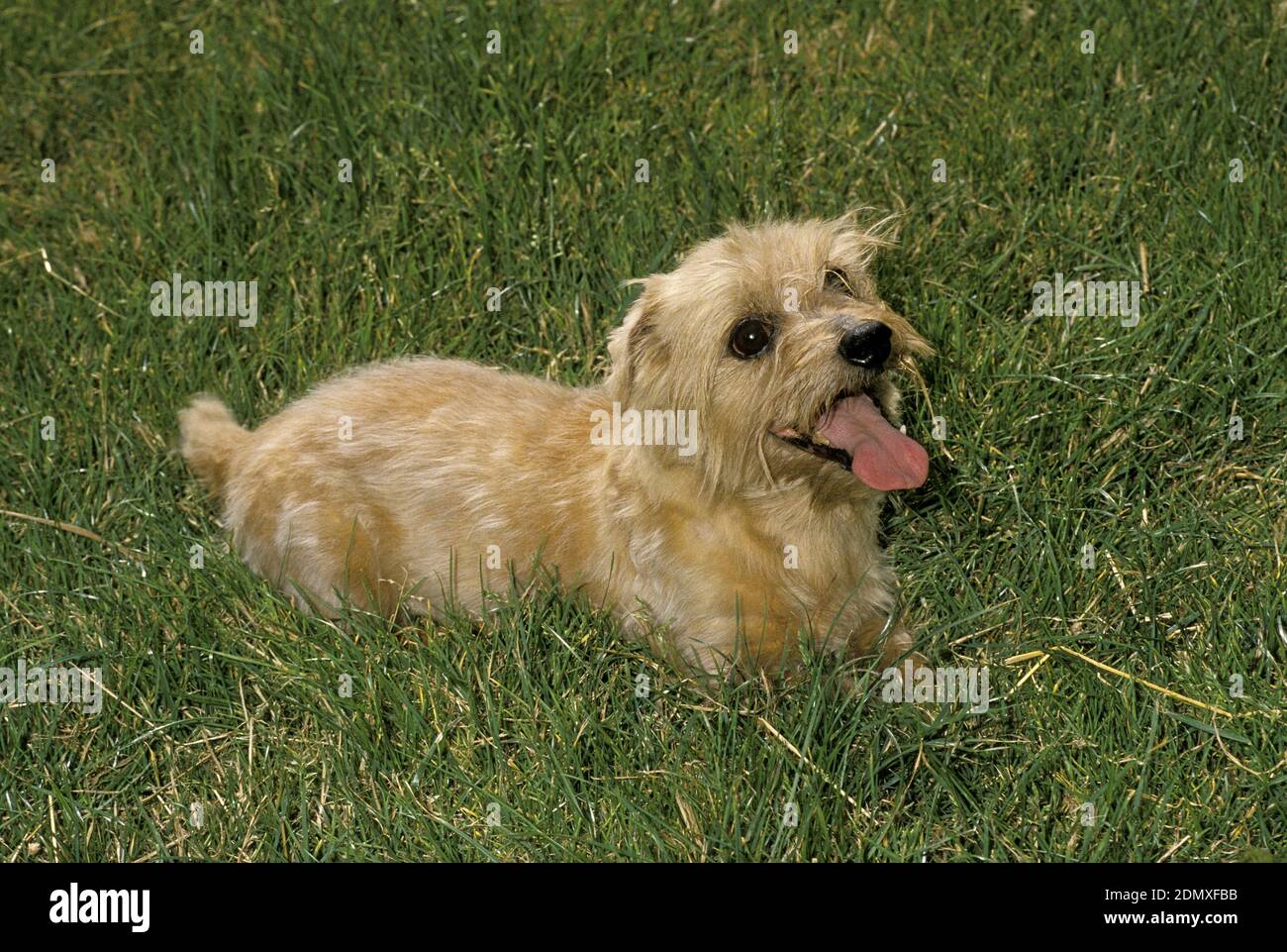 Norfolk Terrier Hund steht auf Gras Stockfoto