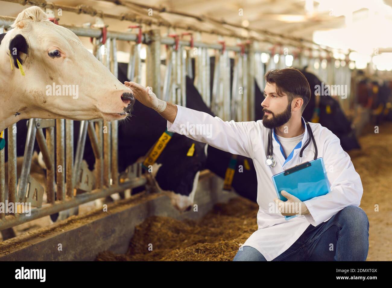 Vieharzt mit Klemmbrett in der Hand Pflege über Kühe auf Viehzucht Stockfoto