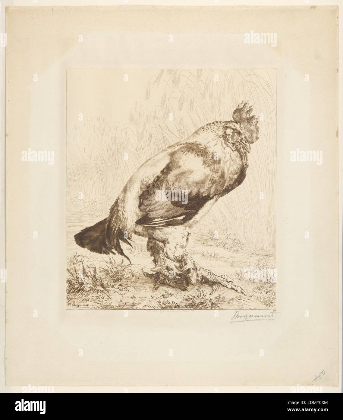 Le Vieux Coq (der alte Hahn), Felix Bracquemond, Frankreich, 1833 – 1914, Radierung in brauner Tinte auf cremefarbenem Papier, Frankreich, 1882, Druck Stockfoto