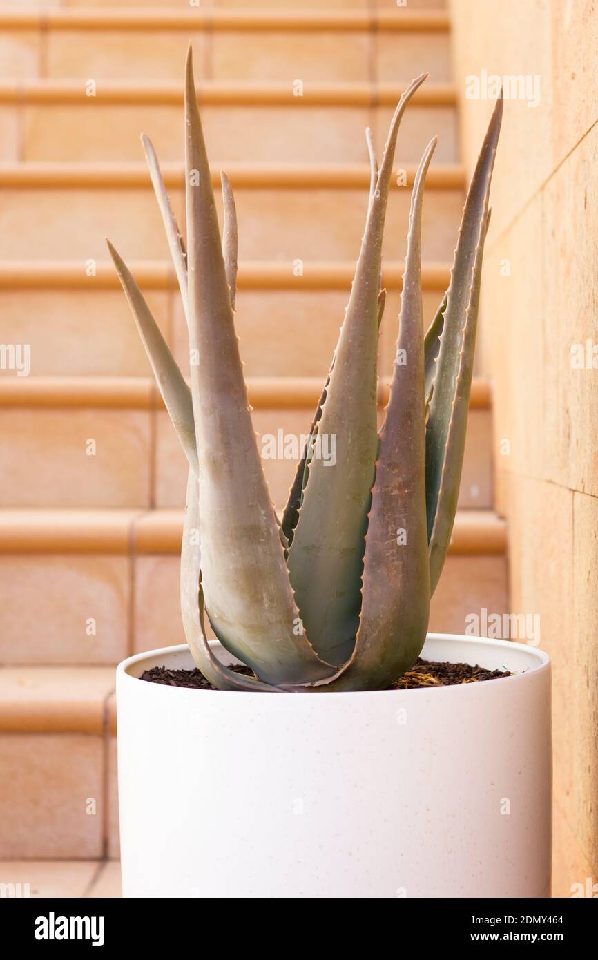 Aloe Vera Pflanze auf weiem Kunststofftopf. Natrliche Dekoration,  Kruter, alternative Medizin, Schnheitsbehandlungen Konzepte  Stockfotografie - Alamy