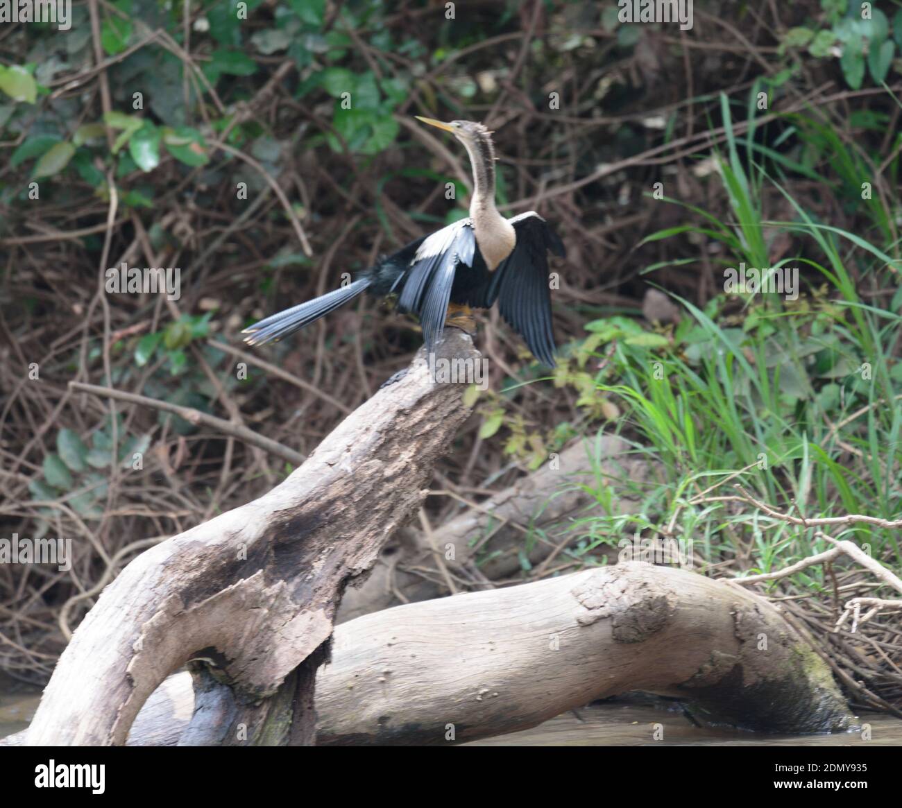 Los Chiles, Costa Rica - 4. April 2017: Dschungelkreuzfahrt auf dem Frio River im Cano Negro Wildlife Refuge. Typisches Fütterungsritual der Anhinga. Stockfoto