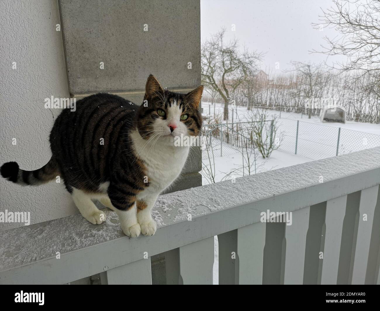Porträt Einer Katze, Die Vor Schnee Auf Dem Geländer Sitzt Stockfotografie  - Alamy