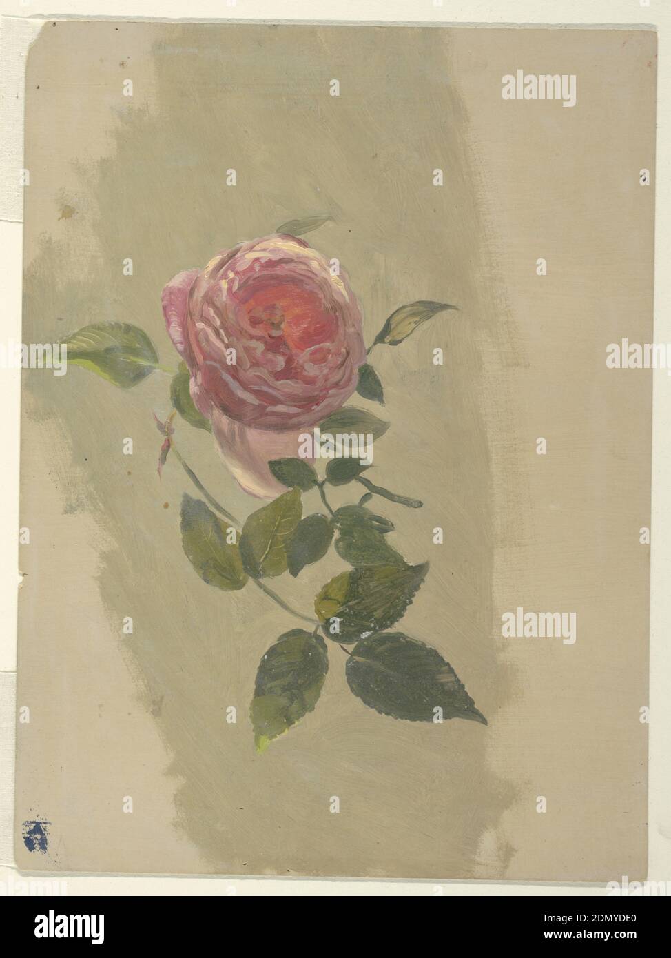 A Rose Bough, Frederic Edwin Church, Amerikaner, 1826–1900, Pinsel und Öl auf dünnem cremefarbenem Karton, USA, 1860–70, Landschaften, Zeichnung Stockfoto