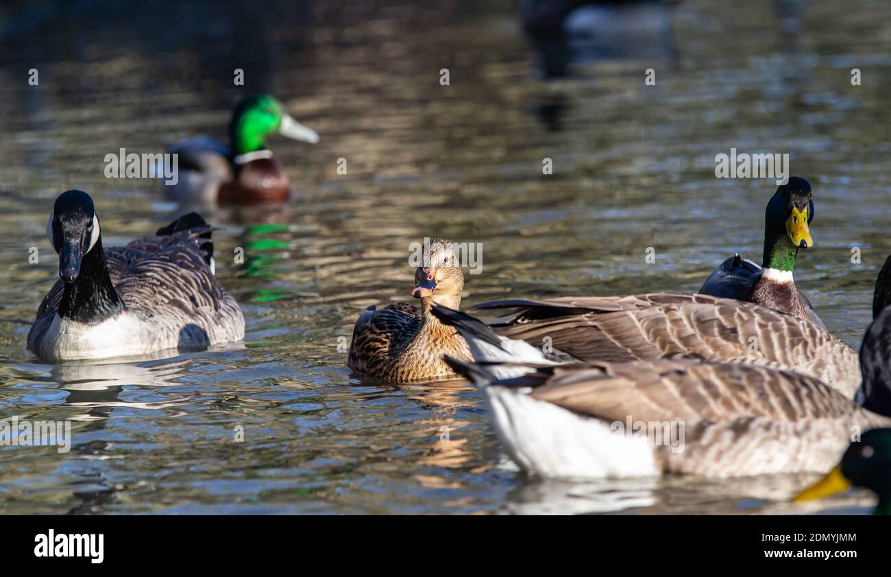 Mallard Enten (Anas platyrhynchos) und Candian Gänse (Branta canadensis) Schwimmen in einem Teich, Jephson Gardens, Birmingham, Großbritannien Stockfoto