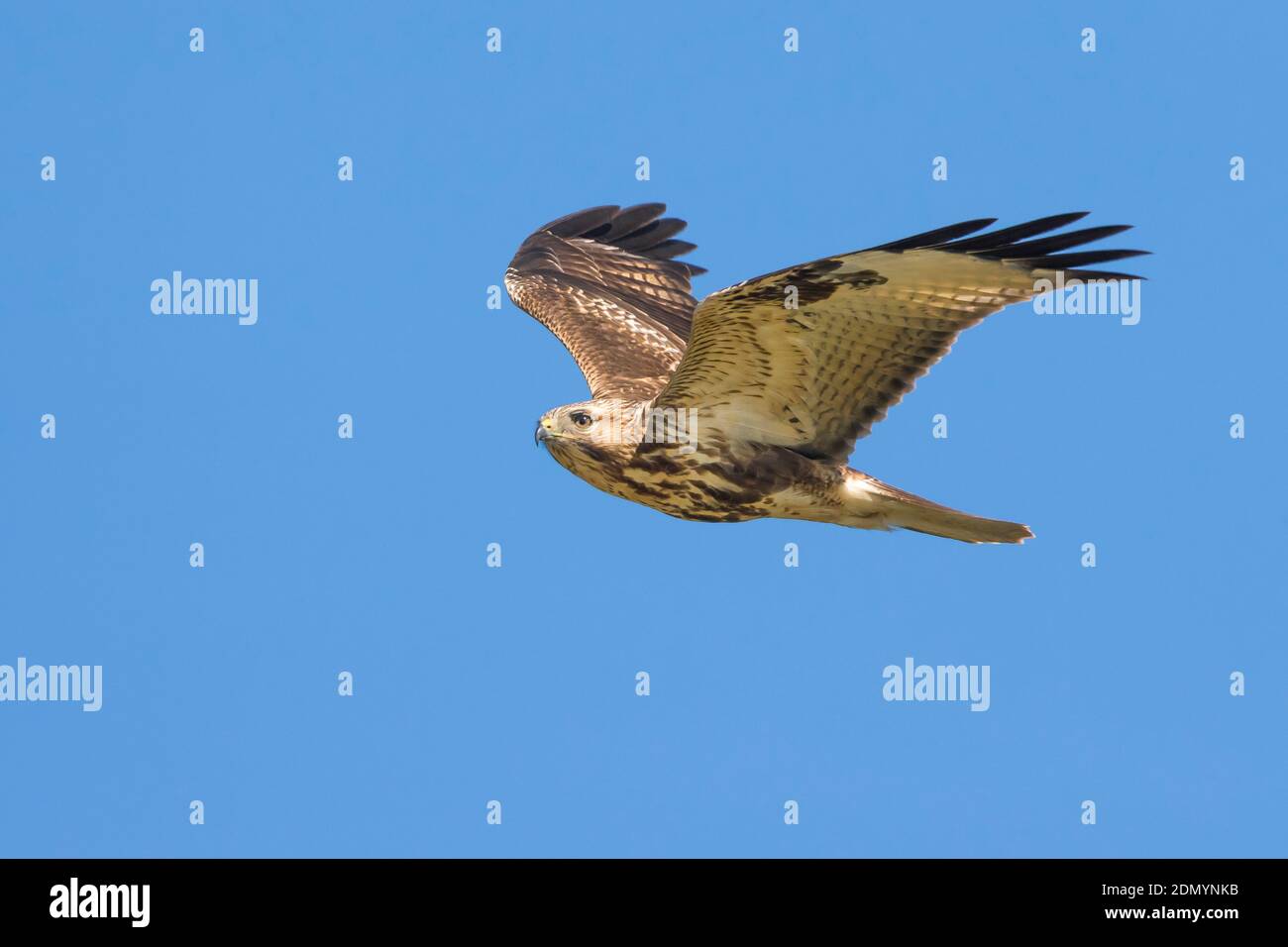 Japanischen Buizerd in Vlucht;Ost Bussard im Flug Stockfoto