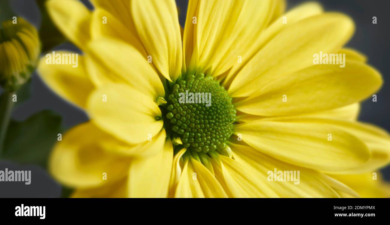 Nahaufnahme Foto von gelben Gänseblümchen Gerbera Blume zeigt die Staubblätter und Blütenblätter Stockfoto