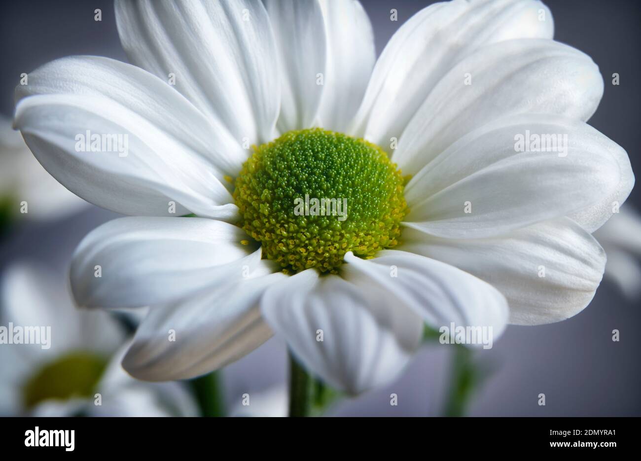 Nahaufnahme Foto von weißen Gänseblümchen Gerbera Blume zeigt die Staubblätter und Blütenblätter Stockfoto