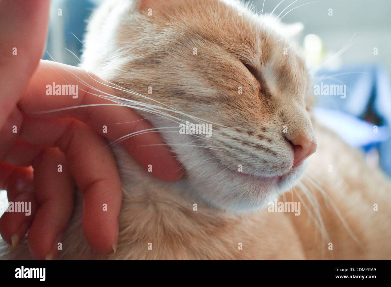 Menschliche Hand streichelt eine niedliche Katze, drinnen Stockfoto
