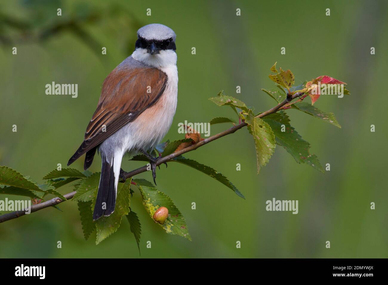 Grauwe Klauwier zittend volwassen Mann in Struik; Neuntöter Männchen im Busch gehockt Stockfoto