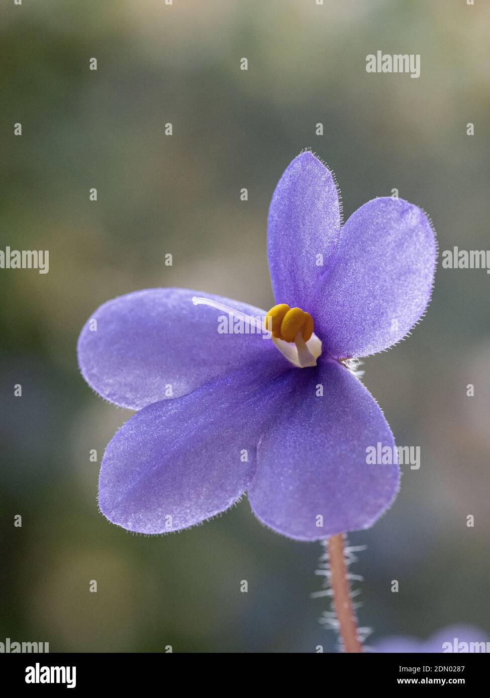 Eine Nahaufnahme einer einzelnen violetten Blume eines Afrikanisches Violett zeigt die Blütenstukturen Stockfoto