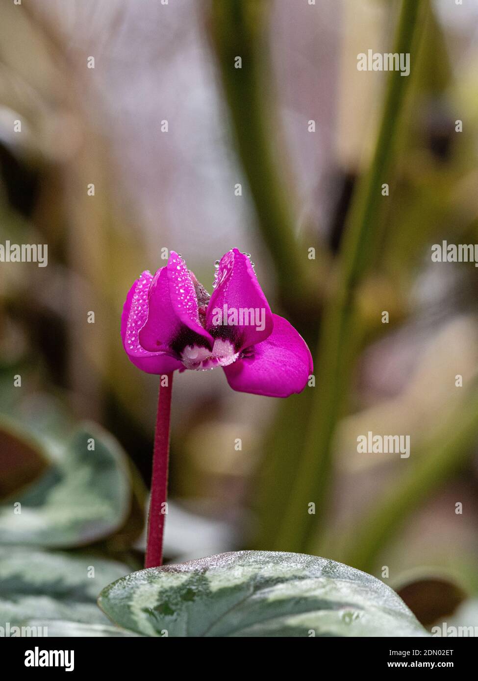 Eine Nahaufnahme einer einzelnen tiefrosa Blume von Cyclamen coum mit funkelnden Tautropfen Stockfoto