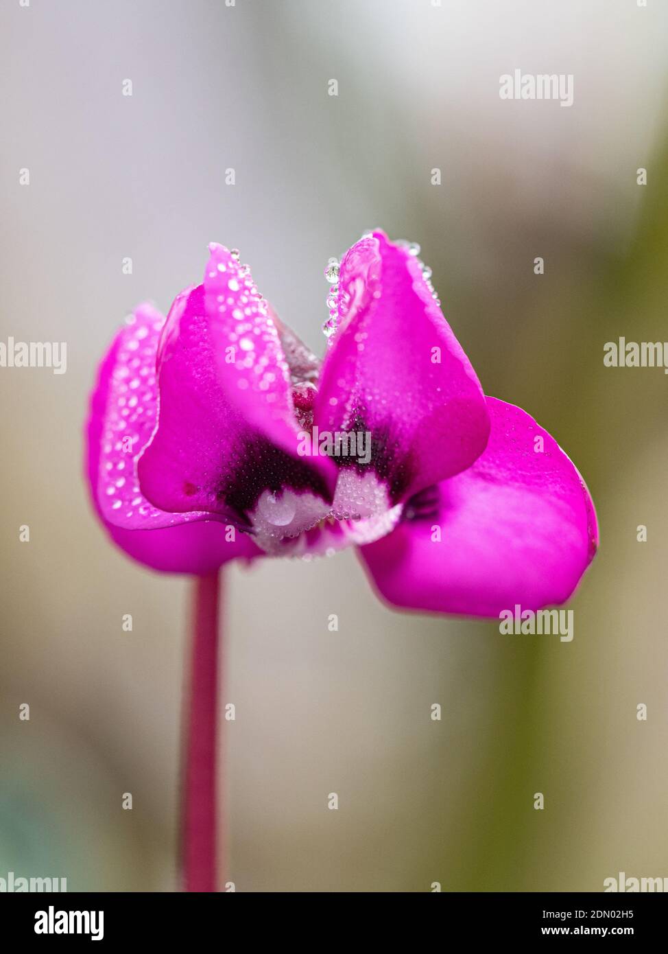 Eine Nahaufnahme einer einzelnen tiefrosa Blume von Cyclamen coum mit funkelnden Tautropfen Stockfoto