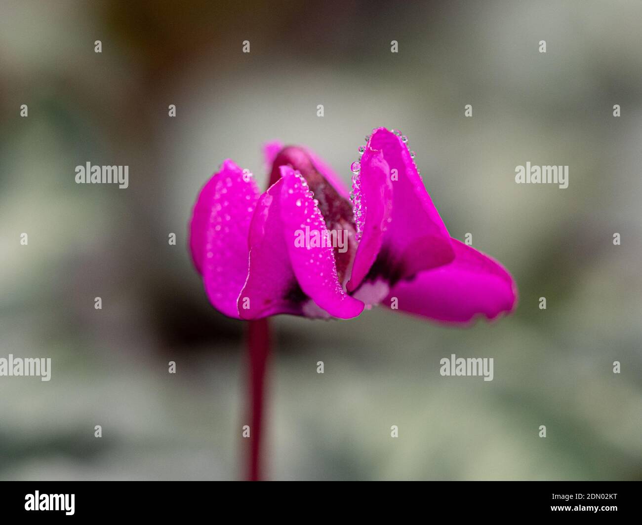 Eine Nahaufnahme einer einzelnen tiefrosa Blume von Cyclamen coum mit funkelnden Tautropfen Stockfoto