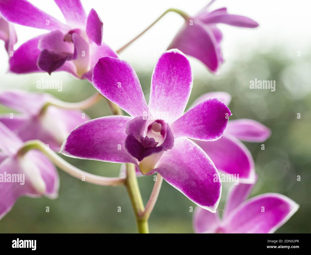 Eine Nahaufnahme einer einzelnen violetten Blume eines Dendrobium Orchidee Stockfoto