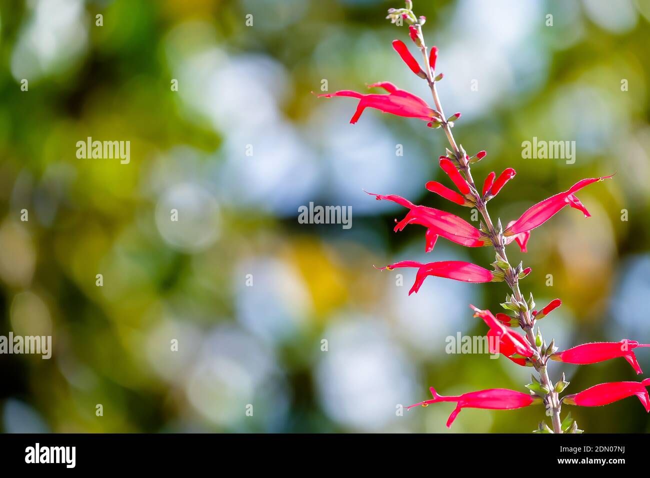 Nahaufnahme der roten Blumenpflanze im Herbst Stockfoto
