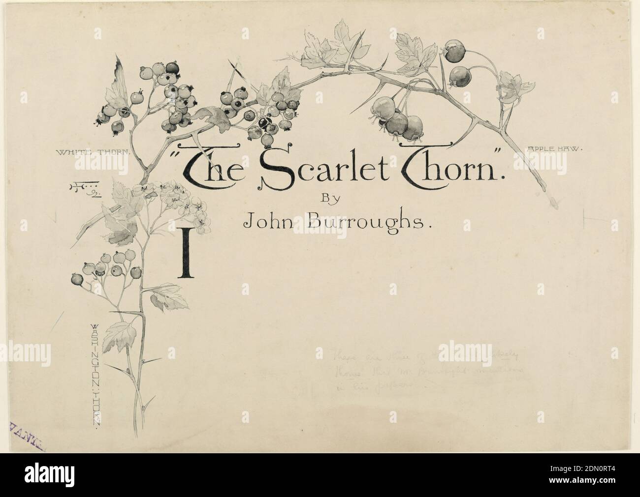 Design for Title Page Überschrift von 'The Scarlet Thorn' von John Burroughs, Harry Fenn, Amerikaner, 1845–1911, Stift und schwarze Tinte, Pinsel und Grauwäsche, Graphit auf cremefarbenem Illustrationstafel, über Titel, Autor und Anfangsbuchstaben (i) ist eine Anordnung von Blättern, Blüten, Beeren- und Dornenzweige mit der Bezeichnung 'Washington Thorn' (unten links); 'White Thorn' (oben links); 'Apple Haw' (oben rechts), USA, 1892, Grafikdesign, Zeichnung Stockfoto