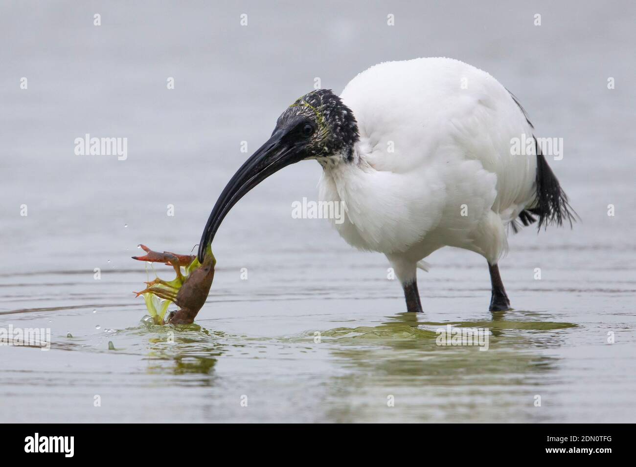 Heilige Ibis; Heiliger Ibis Stockfoto