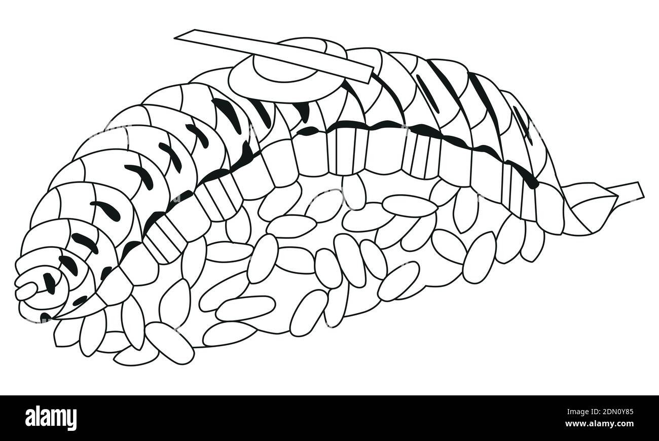 Handgezeichneter zentangle Lachs nigiri zum Färben, für T-Shirt und andere Dekorationen Stock Vektor