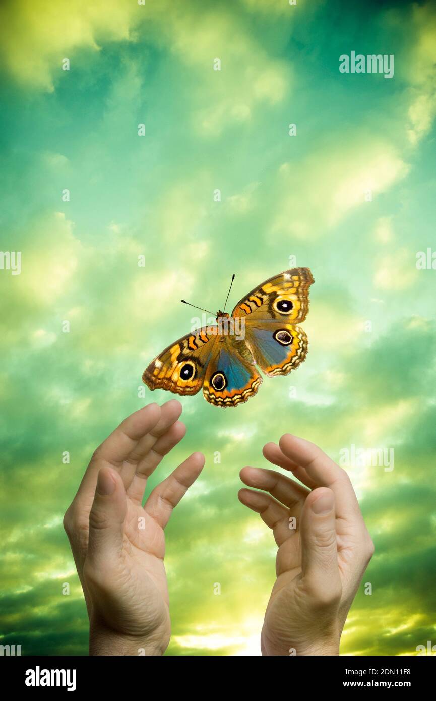 Männliche Hände und ein Schmetterling, Veränderung, Transformation, Imagination Konzept Stockfoto